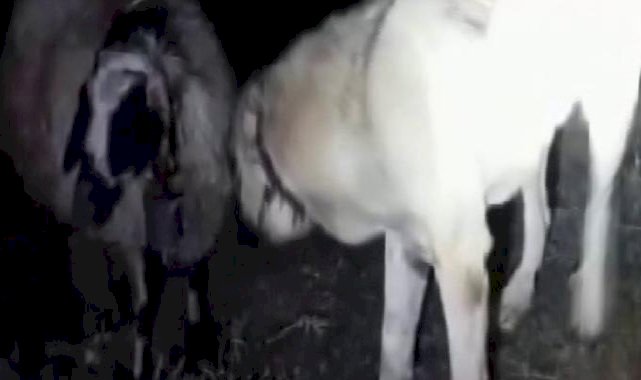 Sivas'ta kangal köpeği rahatsızlanan koyunun başından ayrılmadı