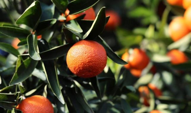 Adana'da mandalina yüzleri güldürüyor
