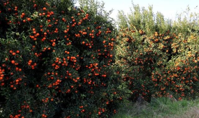 Adana'da mandalina yüzleri güldürüyor
