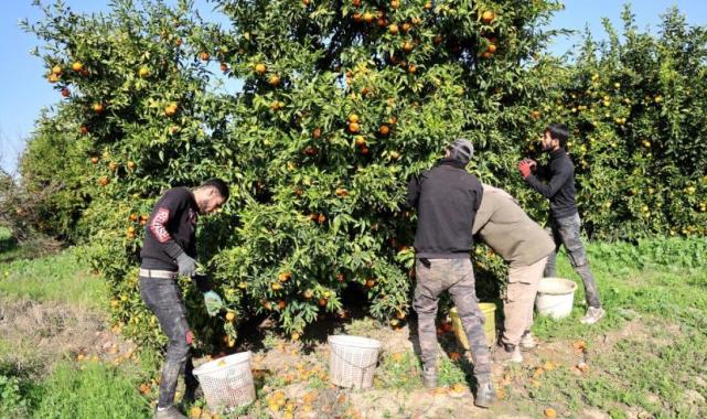 Adana'da mandalina yüzleri güldürüyor