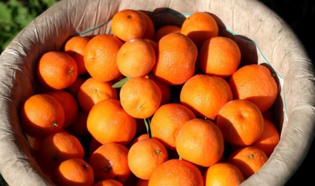 Adana'da mandalina yüzleri güldürüyor
