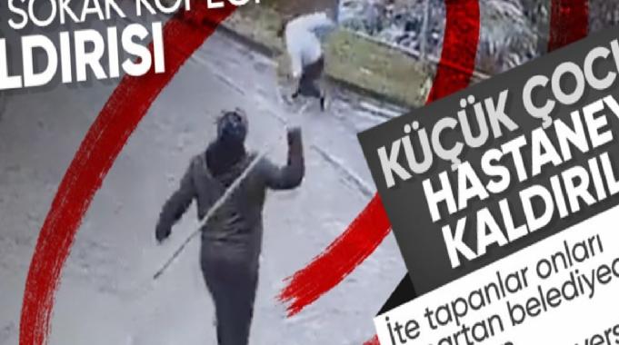 Ankara'da başıboş sokak köpekleri yine çocuklara saldırdı