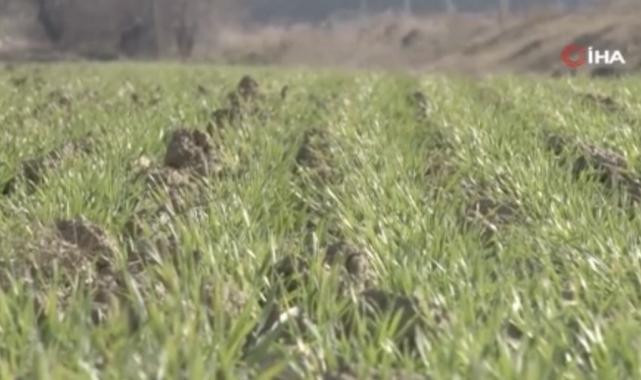 Ankara'da çiftçileri dolandırdılar: Hasadı satıp ortadan kayboldular