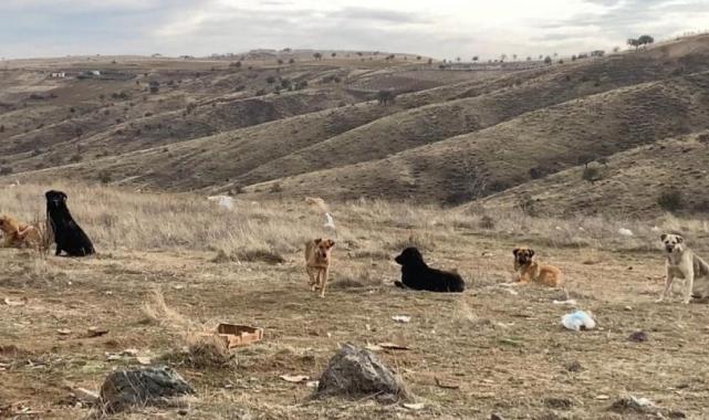 Ankara'da insan canı tehlikede! Başıboş köpek sürüleri havadan görüntülendi