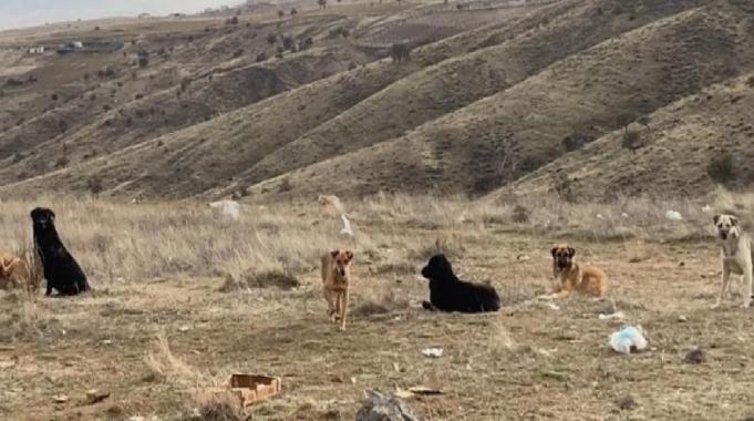Ankara'da insan canı tehlikede! Başıboş köpek sürüleri havadan görüntülendi