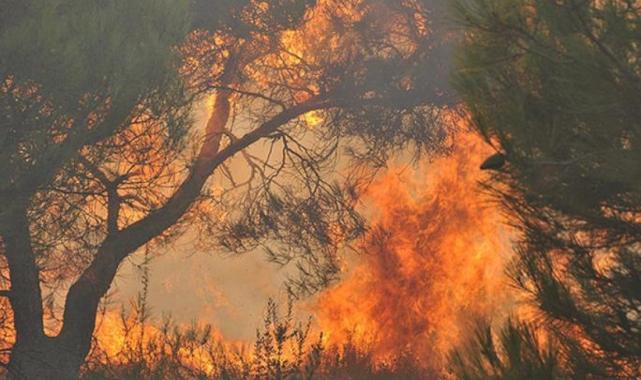 Dünyanın 2023 yılındaki büyük mücadelesi: Orman yangınları
