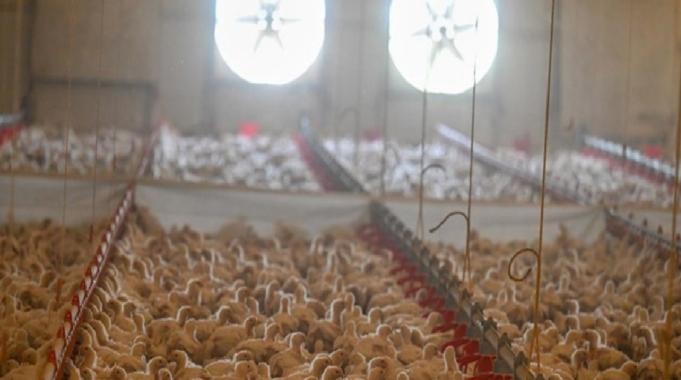 Ekim ayında tavuk eti ve yumurta üretimi arttı