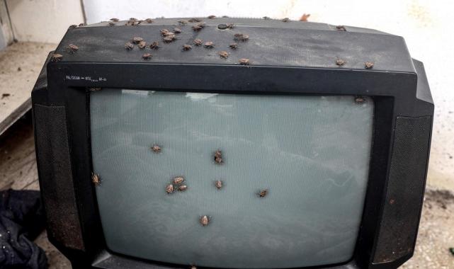 'Kahverengi kokarca’, fındık rekoltesine yüzde 10 zarar verdi! Zarar 1 milyar dolara çıkabilir