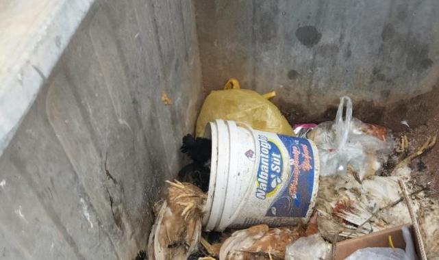 Kastamonu'da sokak köpeği dehşeti! Geçim kaynağı telef oldu