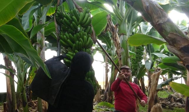 Mersin'de hasat başladı! Bahçede 16 lira olan muzun kilosu markette 30 lira