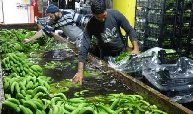 Mersin'de hasat başladı! Bahçede 16 lira olan muzun kilosu markette 30 lira