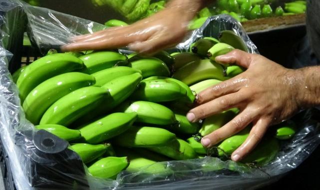 Mersin'de hasat başladı! Bahçede 16 lira olan muzun kilosu markette 30 lira