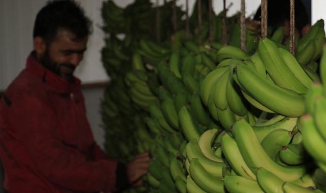 Mersin'de hasat başladı! Bahçede 16 lira olan muzun kilosu markette 30 lira