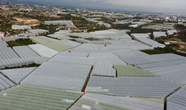 Mersin'de hasat başladı! Bahçede 16 lira olan muzun kilosu markette 30 lira