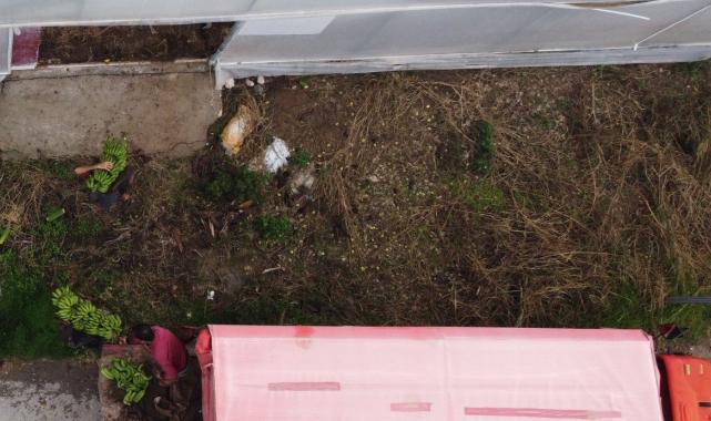 Mersin'de hasat başladı! Bahçede 16 lira olan muzun kilosu markette 30 lira