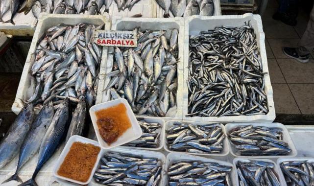 Mersin'de sardalya ve hamsi bolluğu yaşanıyor