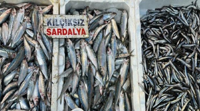 Mersin&#039;de sardalya ve hamsi bolluğu yaşanıyor