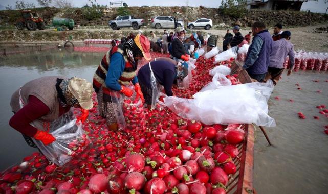 Osmaniye'de yetişen Kadirli turpundan beklenti yüksek! İşçilerin hummalı çalışması başladı