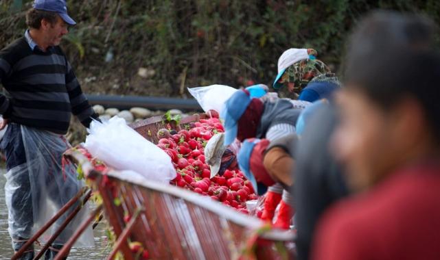 Osmaniye'de yetişen Kadirli turpundan beklenti yüksek! İşçilerin hummalı çalışması başladı