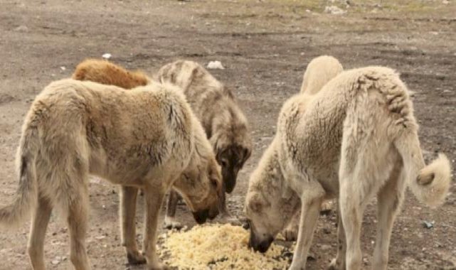 Ankara Valiliği sokak hayvanları için belediyelere yazı gönderdi