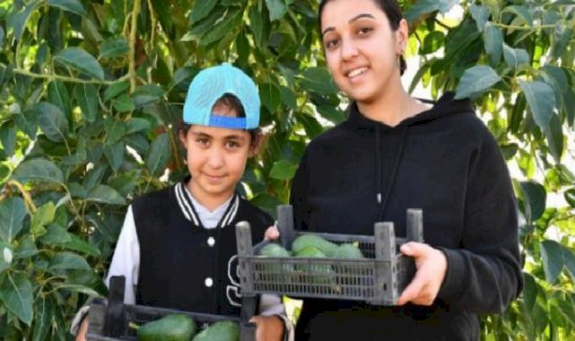 Avokado üreticileri en çok kazanan oldu