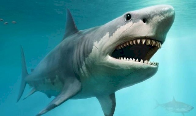 Bilim insanları, soyu tükenmiş yaratığın doğal ortamında dünyanın ilk korunmuş megalodon dişini keşfetti