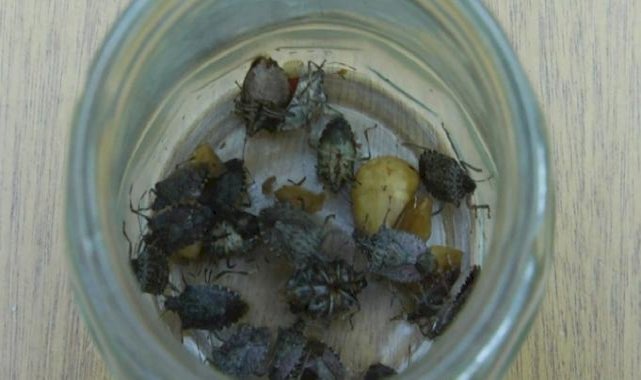 'Kahverengi kokarca’, fındık rekoltesine yüzde 10 zarar verdi! Zarar 1 milyar dolara çıkabilir