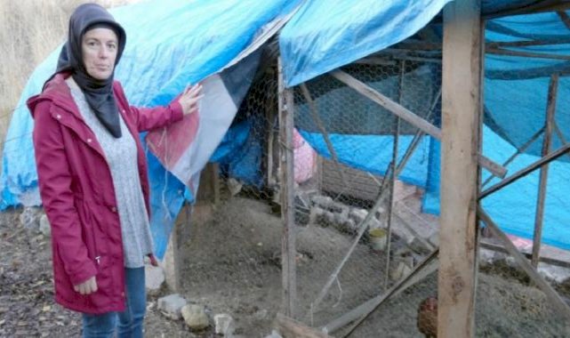 Kastamonu'da sokak köpeği dehşeti! Geçim kaynağı telef oldu