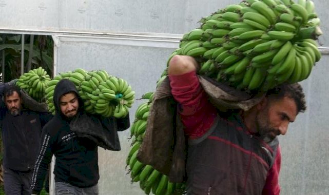 Mersin'de hasat başladı! Bahçede 16 lira olan muzun kilosu markette 30 lira