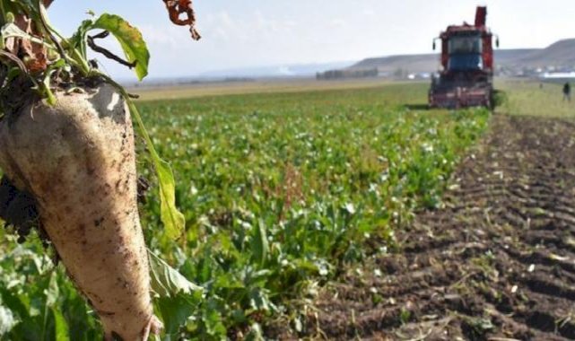 Şeker pancarı üretimi artışı ihracatçıları sevindirdi