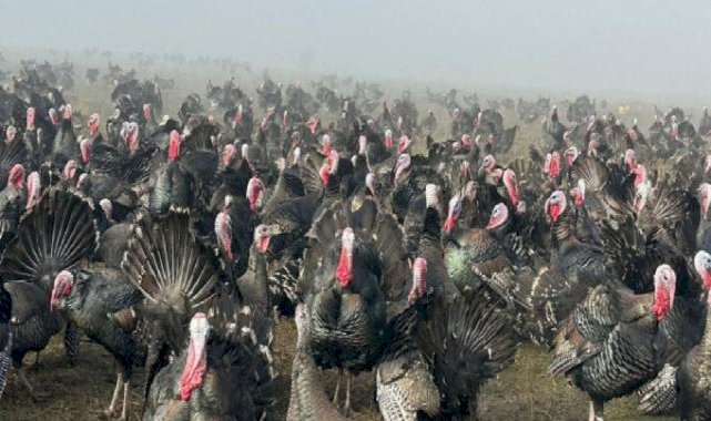 Tekirdağlı çiftçi ilgiden memnun! Yani yıl öncesi hindiler kapış kapış gitti