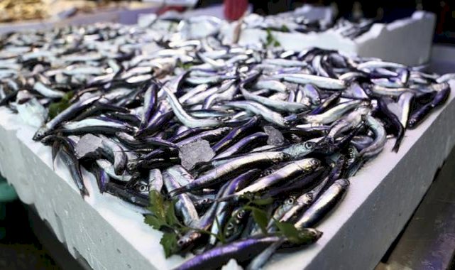 Türkiye'nin hamsi ihracatı 12,2 milyon dolara ulaştı