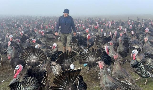 Tekirdağlı çiftçi ilgiden memnun! Yani yıl öncesi hindiler kapış kapış gitti