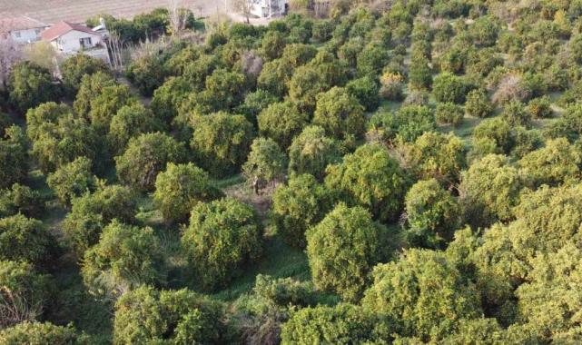 Adana'da portakalın kilosu bahçede 3 lira, markette 45 lira
