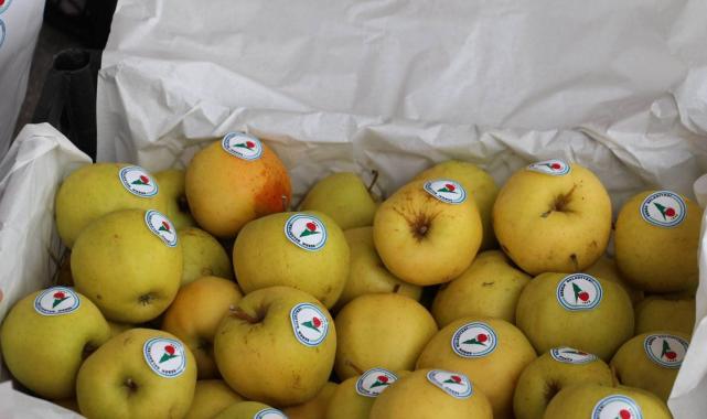 Ağaç sayısı azaldı! Bolu'da Seben elmasının üretimi yüzde 52 düştü