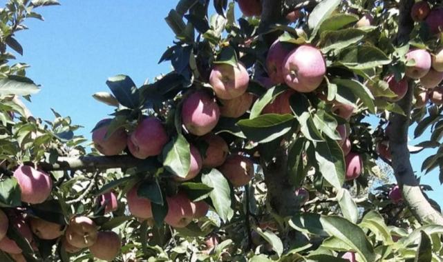 Ağaç sayısı azaldı! Bolu'da Seben elmasının üretimi yüzde 52 düştü
