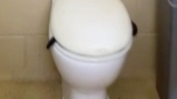 Avusturalya&#039;da korkunç görüntü! Klozet kapağının altından yılan çıktı...