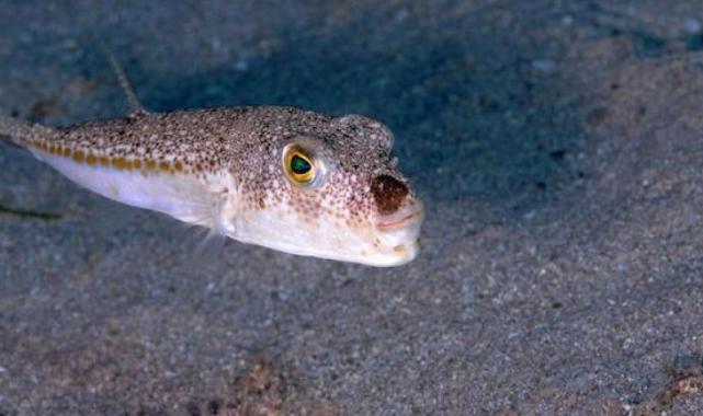 Balon balıkları için Nisan uyarısı: Ne hamsi kalacak ne istavrit