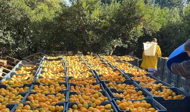 Bodrum mandalinasında hasat başladı... Bahçede 5, İstanbul'da 50 lira