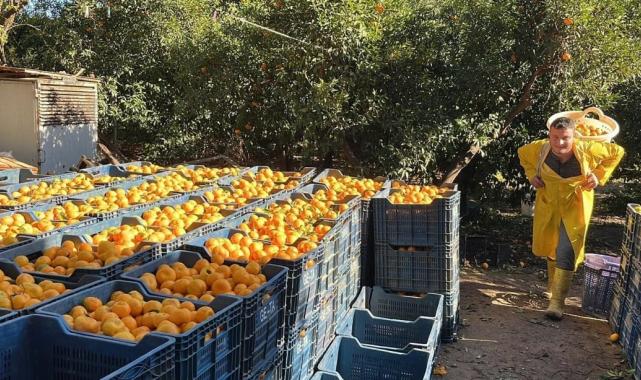 Bodrum mandalinasında hasat başladı... Bahçede 5, İstanbul'da 50 lira