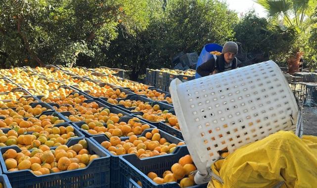 Bodrum mandalinasında hasat başladı... Bahçede 5, İstanbul'da 50 lira