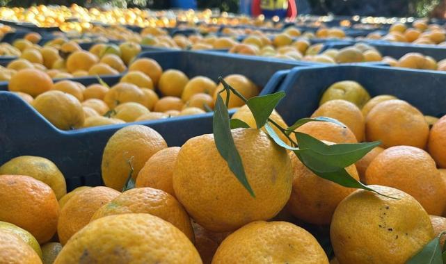 Bodrum mandalinasında hasat başladı... Bahçede 5, İstanbul'da 50 lira