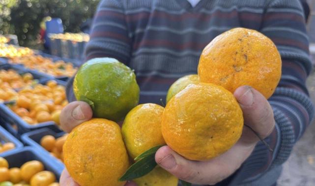 Bodrum mandalinasında hasat başladı... Bahçede 5, İstanbul'da 50 lira