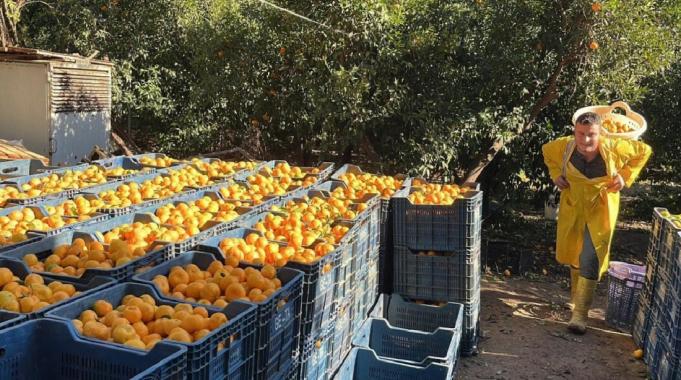 Bodrum mandalinasında hasat başladı... Bahçede 5, İstanbul'da 50 lira