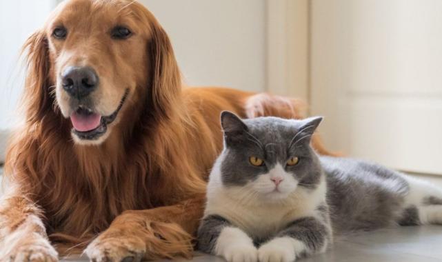 Çin'de bir kadın 2.8 milyon dolarlık servetini evcil hayvanlarına bıraktı