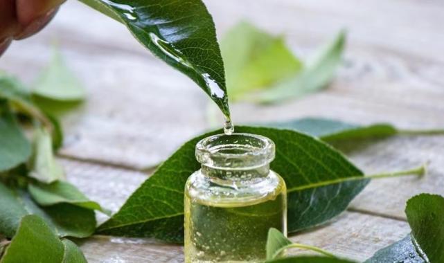 Doktorlar bile şaşkın! Ayaklara çay ağacı yağı dökmenin etkisi...