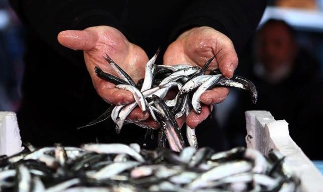 En fazla Fransa'ya gönderildi! Hamsi ihracatı geçen yıl yüzde 23 arttı