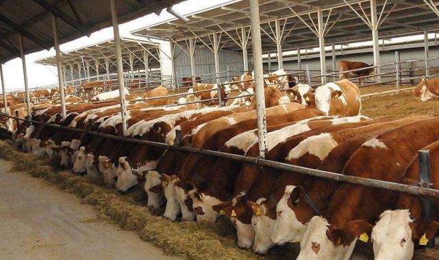 Et ve Süt Kurumu harekete geçti! Kırmızı et fiyatlarına ithal çözüm geliyor