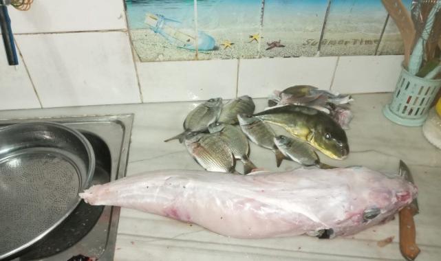 Hatay'da balon balığından zehirlenen aile... 1 kişi taburcu oldu