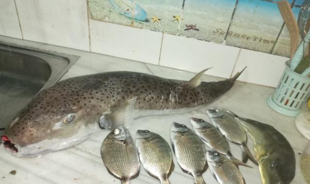 Hatay'da balon balığından zehirlenen aile... 1 kişi taburcu oldu